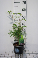 Fargesia robusta 'Formidable'   pot 2L   40 50 cm  