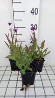 Verbena rigida   pot 9x9 cm  
