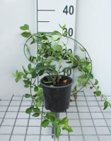 Euonymus fortunei 'Coloratus'   pot   20 30 cm  