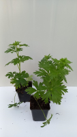 Aconitum x cammarum 'Bicolor'   pot 9x9 cm  
