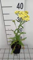 Achillea millefolium 'Sunny Seduction'   pot 9x9 cm  