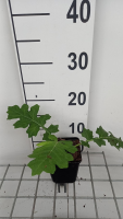 Acanthus hungaricus   pot 9x9 cm  