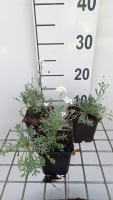 Achillea x kellereri   pot 9x9 cm