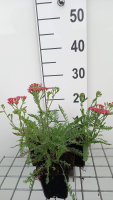 Achillea millefolium 'Apricot Delight'   pot 9x9 cm