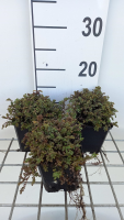 Acaena microphylla 'Dichte Matte'   pot 9x9 cm