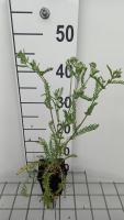 Achillea millefolium 'Red Beauty'   pot 9x9 cm