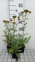 Achillea 'Safran'   pot 9x9 cm  