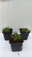 Achillea tomentosa 'Aurea'   pot 9x9 cm