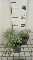 Achillea umbellata   pot 9x9 cm