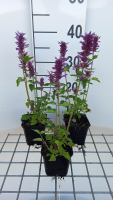 Agastache 'Blue Boa'   pot 9x9 cm  