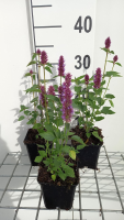 Agastache 'AGAPD' (Beelicious Purple)   pot 9x9 cm  