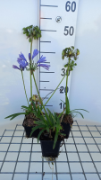 Agapanthus 'Charlotte'   pot 9x9 cm  