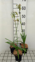 Agapanthus 'Donau'   pot 9x9 cm  