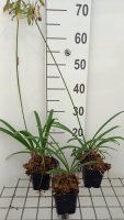 Agapanthus Headburn Hybrids   pot 9x9 cm