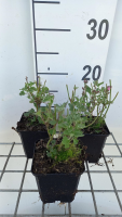 Agastache 'Kudos Ambrosia'   pot 9x9 cm