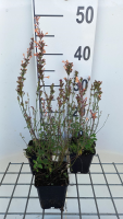 Agastache 'Kudos Mandarin'   pot 9x9 cm