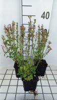 Agastache 'Kudos Red'   pot 9x9 cm
