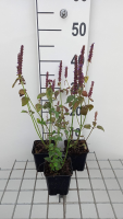 Agastache rugosa 'Little Adder'   pot 9x9 cm