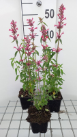 Agastache mexicana 'Red Fortune'   pot 9x9 cm  