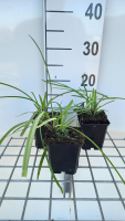 Agapanthus 'Navy Blue'   pot 9x9 cm  