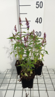 Agastache 'Purple Haze'   pot 9x9 cm