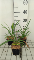 Agapanthus 'Polar Ice'   pot 9x9 cm