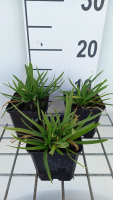 Agapanthus 'Peter Pan'   pot 9x9 cm