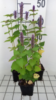 Agastache rugosa   pot 9x9 cm  