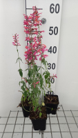 Agastache barberi 'Tangerine Dream'   pot 9x9 cm