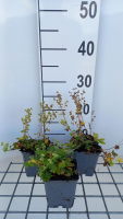 Alchemilla alpina   pot 9x9 cm