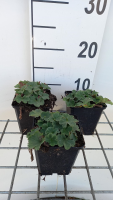 Alchemilla erythropoda   pot 9x9 cm  