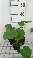 Alcea ficifolia   pot 9x9 cm  