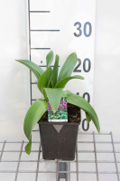Allium 'Globemaster'   pot 1L