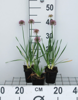 Allium 'Millennium'   pot 9x9 cm  