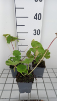 Alcea rosea 'Charters Rosa'   pot 9x9 cm  