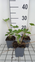 Alcea rosea 'Charters Weiss'   pot 9x9 cm  
