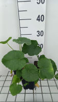 Alcea rosea 'Simplex'   pot 9x9 cm