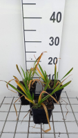 Allium angulosum 'Summer Beauty'   pot 9x9 cm
