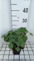 Alchemilla vulgaris   pot 9x9 cm (Vrouwenmantel)  