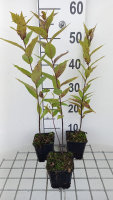 Amsonia illustris   pot 9x9 cm