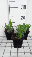 Amsonia 'Blue Ice'   pot 9x9 cm  