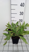 Anchusa azurea 'Loddon Royalist'   pot 9x9 cm