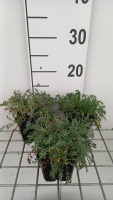 Anthemis carpatica 'Karpatenschnee'   pot 9x9 cm (Roomse kamille)  