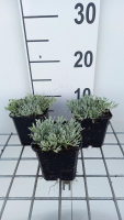 Antennaria dioica   pot 9x9 cm  