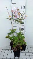 Anemone hupehensis 'Praecox'   pot 9x9 cm  