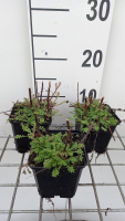 Anthemis x hybrida 'Kelwayi'   pot 9x9 cm