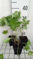 Anemone leveillei   pot 9x9 cm