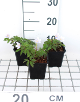 Anemone nemorosa 'Robinsoniana'   pot 9x9 cm