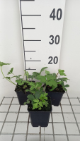Anemone rivularis   pot 9x9 cm