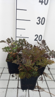 Anthriscus sylvestris 'Ravenswing'   pot 9x9 cm